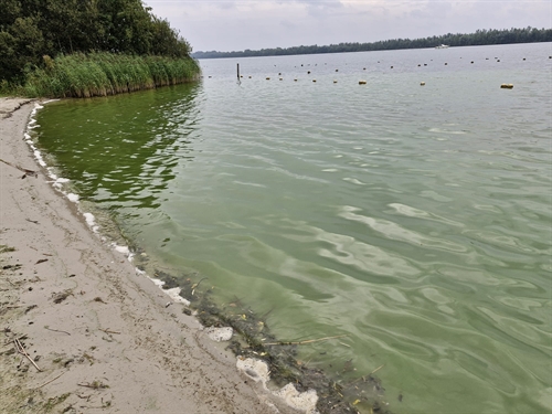 Blauwalg-erkemerderstrand03092024